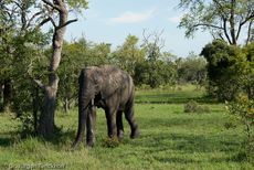 Afrikanischer Elefant (105 von 131).jpg